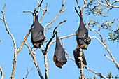 Grey-headed flying foxes
