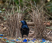 Satin bowerbird at bower