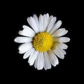 Common daisy (Bellis perennis) flower