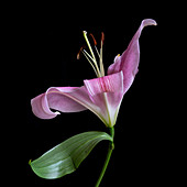 Jersey lily (Amaryllis belladonna) flower