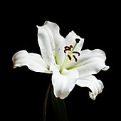 Madonna lily (Lilium candidum) flower