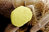 Pollen collection by Apis mellifera