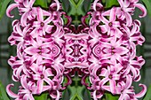 Hyacinth flowers, abstract image