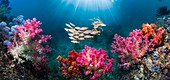 Coral reef, composite image