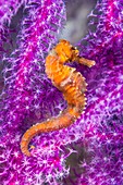 Seahorse, composite image