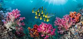 Shoal of oriental sweetlips, composite image