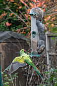Grey squirrel and a rose-ringed parakeet