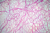 Areolar connective tissue, light micrograph