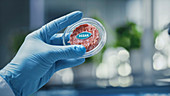Lab-grown vegan meat sample held by scientist
