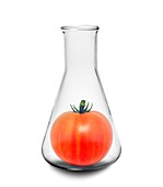 Genetically engineered tomato, conceptual image
