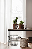 Potted flowering bulbs on table in front of window