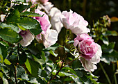 Strauchrose mit rosafarbenen Blüten