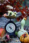 Autumn arrangement of various squashes and scales