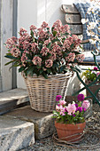 Flowering skimmia in a basket, pot with hyacinths and globe primroses