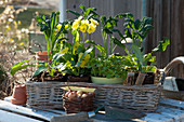 Seedlings of palm kale 'Nero di Toscana' and artichokes with cowslip and oregano in a basket, basket with bulbs