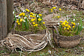 Baskets with winter bulbs and snowdrops in the garden