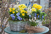 Spring decoration with daffodils 'Tete a Tete', grape hyacinths, hyacinths, primroses, horned violets, and Balkan anemone