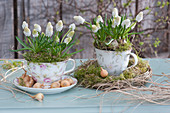 Small grape hyacinths 'White Magic' in floral teacups, a wreath of moss and grass