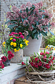 Frühlings-Arrangement mit Blütenskimmie, gefüllt blühender Wildtulpe 'Samantha' in Kranz aus Clematisranken, Tausendschön und Hornveilchen