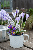 Krokusse 'Lilac Beauty' 'Tricolor' und Puschkinie im Emailletopf