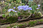 Krokusse 'Blue Pearl' 'Lilac Beauty'in Moos auf Rinde, dazwischen treibende Hyazinthen und Schachbrettblume