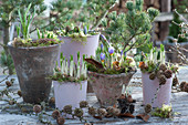 Sprouting crocuses with moss and larch cones in early spring