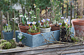 Pots with crocuses, snowdrops, and white spruce in a zinc box, Ornithogalum without a pot