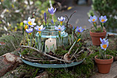 Crocuses in a wreath of moss and clematis tendrils around a lantern