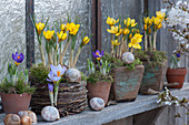 Crocuses with moss in willow pots, terracotta, and wooden planters, decorated with snail shells at the window