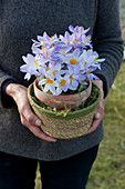 Woman holding pot with crocuses