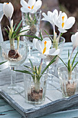 Crocuses with washed-out roots in glasses