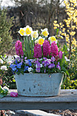 Zinc tub with daffodil mix 'Ice Follies', hyacinths, horned violets, daffodils, tulips, and forget-me-nots