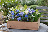 Wooden box with Balkan anemones, hyacinths, crocuses, snowdrops, and tulips