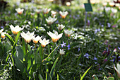 Blumenwiese mit Tulpen 'Hope' und Blausternchen