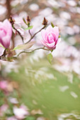 Pink magnolia blossom