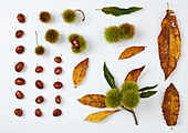 Früchte und Blätter von Eßkastanien auf weißem Untergrund