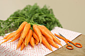 A bunch of carrots with green