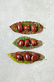 Sweet chestnuts on chestnuts leaves