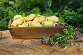 Holzkiste mit frisch geernteten Kartoffeln, Zweige von Oregano, Rosmarin und Thymian