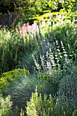 Catmint and blue fescue in herbaceous border