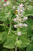 Flowering clary sage