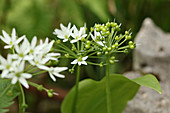 Blüten und Samenstand von Bärlauch