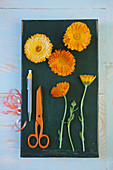 Still life with orange flowers Calendula officinalis scissors pen green and blue background