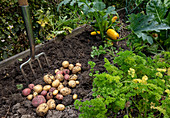 Potato harvest in the allotment garden