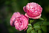 Rosenblüten von Rose 'Leonardo da Vinci'