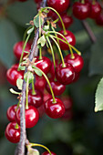 Sour cherries on a tree