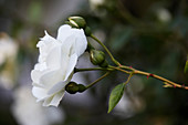 Knospen und Blüte einer weißen Rose