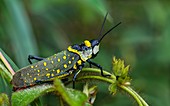 Yellow spotted grasshopper