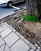 Tree roots and pavement