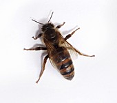Queen honey bee (Apis mellifera)